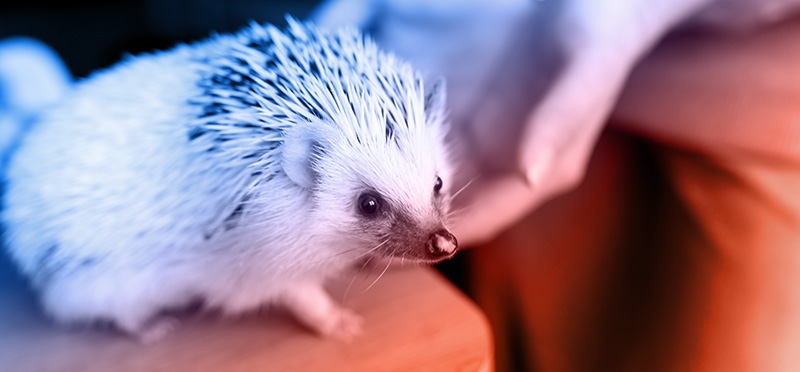 Hedgehog | Illegal Pets in California